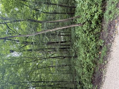 Peggy Hollow Road, Shoals, Indiana 47581