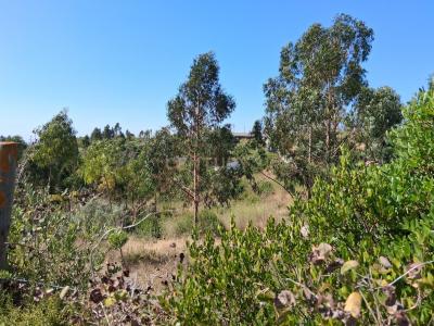 Azambuja, Lisboa 2050, Portugal