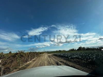 General San Martín, Mendoza 5581, Argentina