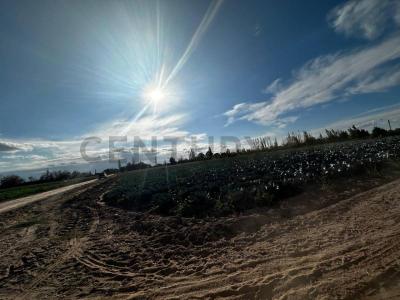 General San Martín, Mendoza 5581, Argentina