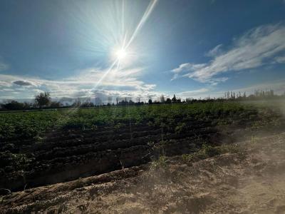 General San Martín, Mendoza 5581, Argentina