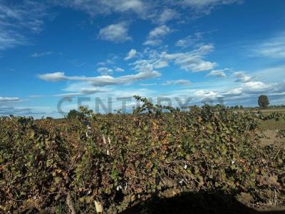 General San Martín, Mendoza 5581, Argentina