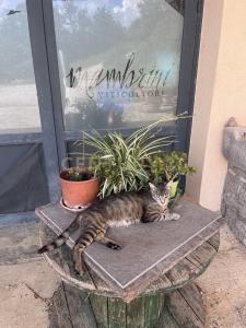 Strada dei Sassi Bianchi, Manciano, Toscana 58014, Italy