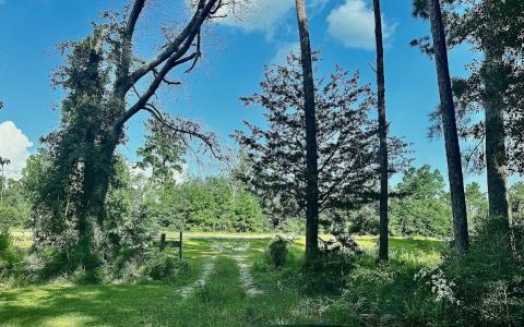 8078 HIGHWAY 171, DeRidder, Louisiana 70634, Amerika Birleşik Devletleri