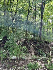 2184 Shadrick Ferry Road, Frankfort, Kentucky 40601, Estados Unidos