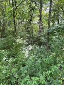 2184 Shadrick Ferry Road, Frankfort, Kentucky 40601, Estados Unidos