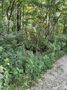 2184 Shadrick Ferry Road, Frankfort, Kentucky 40601, Estados Unidos