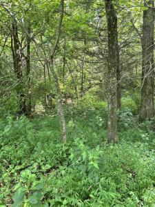 2184 Shadrick Ferry Road, Frankfort, Kentucky 40601, Estados Unidos