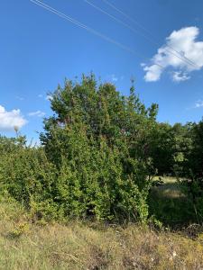 TBD CR 1886, Sunset, Texas 76270, Estados Unidos