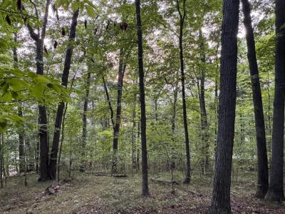 St Rt 54, Urbana, Nova Iorque 14840, Estados Unidos