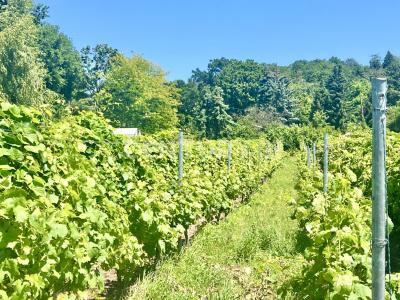 Radebeul, Sachsen 01445, Allemagne