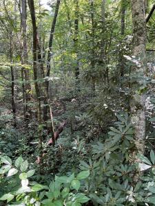 0 S Poplar Drive #162, Lake Lure, Caroline Du Nord 28746, États-Unis