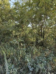 1926 E 555th Road, Pleasant Hope, Missouri 65725, Amerika Birleşik Devletleri