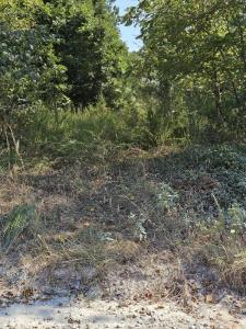 1926 E 555th Road, Pleasant Hope, Missouri 65725, Amerika Birleşik Devletleri