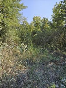 1926 E 555th Road, Pleasant Hope, Missouri 65725, Amerika Birleşik Devletleri