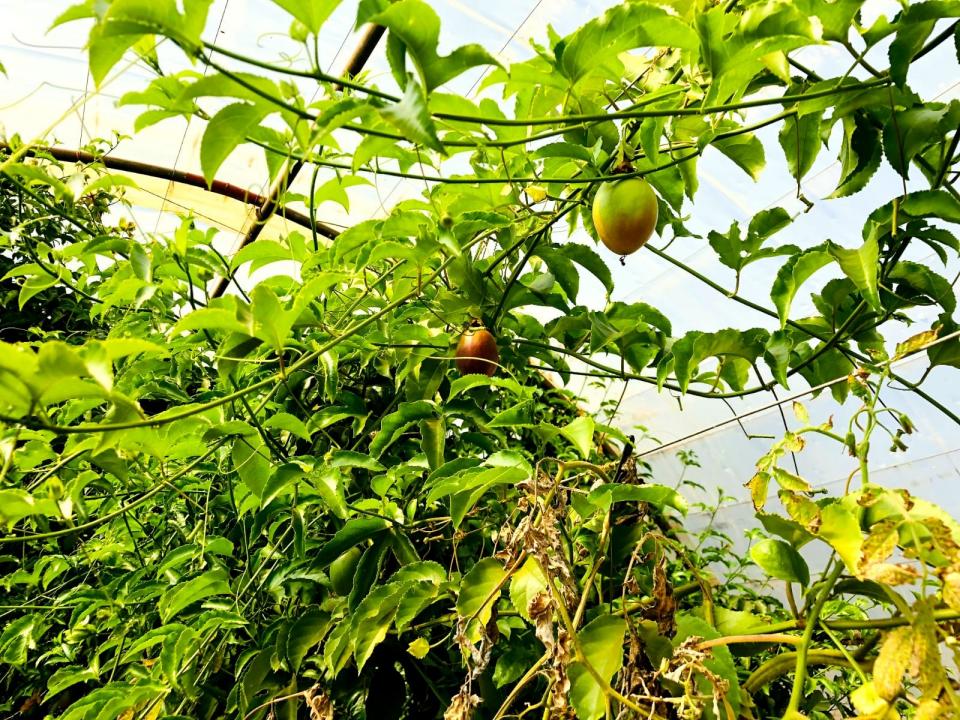 Bela Bela, Limpopo, South Africa