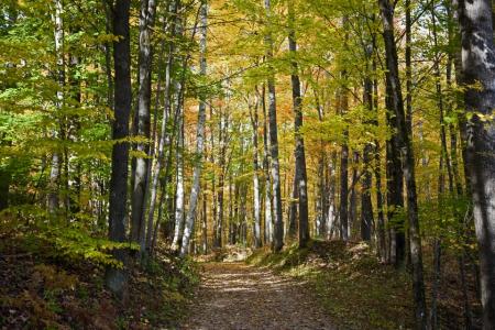 4185 N. Taylor Road, Branch, Мичиган 49402, Соединенные Штаты