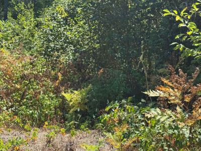 931 RIVER ROAD E, Wasaga Beach, Ontario L9Z 2P4, Canadá