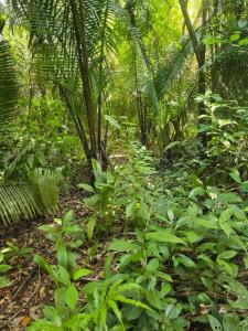 San Antonio, Toledo 00001, Belize