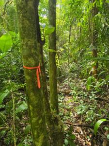 San Antonio, Toledo 00001, Belize