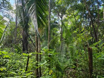 San Antonio, Toledo 00001, Bélize