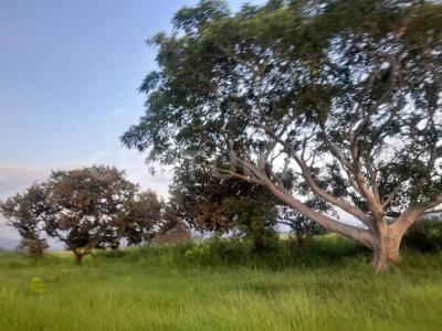 Cuauhtemoc, Colima 28520, México