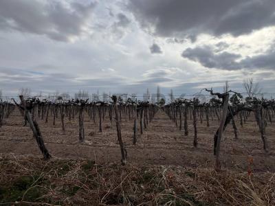 Calle La Plata y Calle 6, 25 de Mayo , Casuarinas, San Juan 00001, Argentina