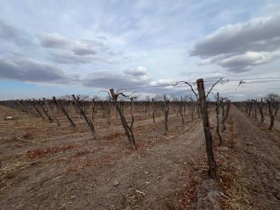 Calle La Plata y Calle 6, 25 de Mayo , Casuarinas, サンフアン 00001, アルゼンチン