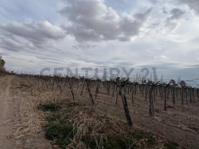 Calle La Plata y Calle 6, 25 de Mayo , Casuarinas, サンフアン 00001, アルゼンチン