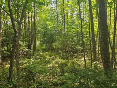 Lt 1 Blk 1 County Rd 238, Deer River, Minnesota 56636, USA