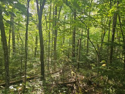 Lt 1 Blk 1 County Rd 238, Deer River, Minnesota 56636, États-Unis