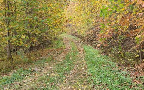 14 AC Old Burnt Mountain, Ellijay, Géorgie 30540, États-Unis