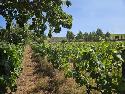 São João Da Pesqueira, 維塞島 5130-355, 葡萄牙