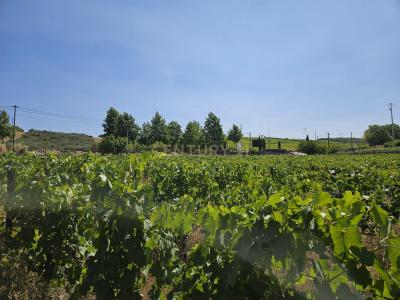 São João Da Pesqueira, 維塞島 5130-355, 葡萄牙