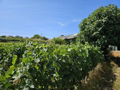 São João Da Pesqueira, 維塞島 5130-355, 葡萄牙