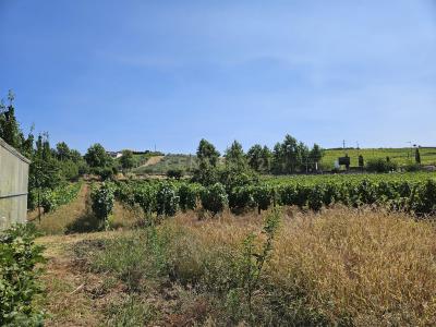 São João Da Pesqueira, 維塞島 5130-355, 葡萄牙