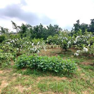 大安段, 八德區, Taoyuan 334, Taiwán