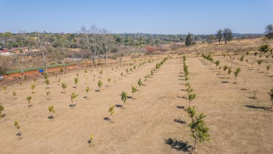 White River, 음봄벨라, 남아프리카