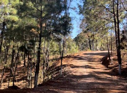 Mirador del Bosque -,, Manzanilla De La Paz, Jalisco 49460, Mexico