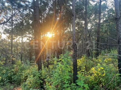 Mirador del Bosque -,, Manzanilla De La Paz, Jalisco 49460, Mexico