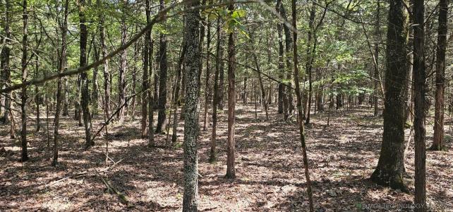 Bootleg, Gore, 俄克拉荷马州 74435, 美国