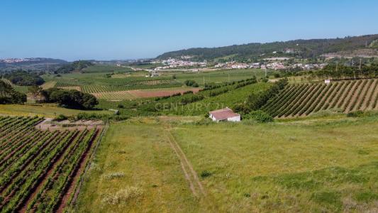 Bombarral, Leiria 2540-659, Portugal