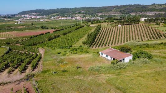 Bombarral, Leiria 2540-659, Portugal