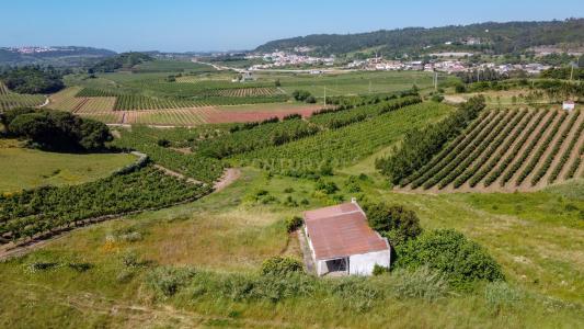 Bombarral, Leiria 2540-659, Portugal