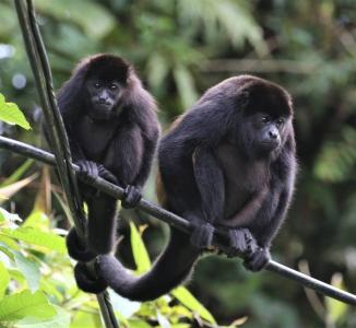 La Virgen Sarapiquí, Heredia 41005, Costa Rica