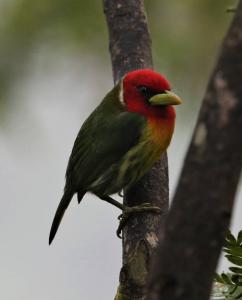 La Virgen Sarapiquí, Heredia 41005, Costa Rica