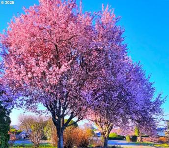 15961 BAY VIEW DR, Brookings, 奧勒崗州 97415, 美國