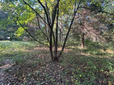 183 J and J Lane, Austin, ארקנסו 72007, ארצות הברית של אמריקה 