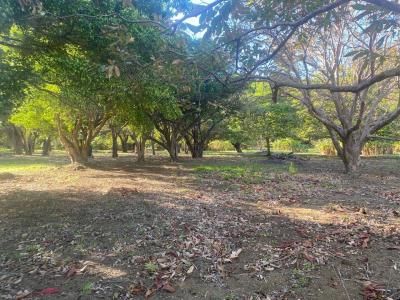 La Cruz La Cruz, Guanacaste 00001, Costa Rica