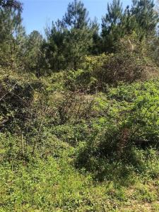 0 Piney Lane, Coldspring, Texas 77331, Stati Uniti